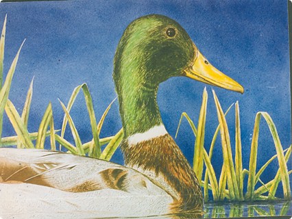 Pato Mallard