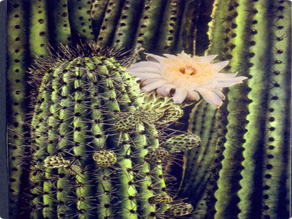 Floreando en la noche